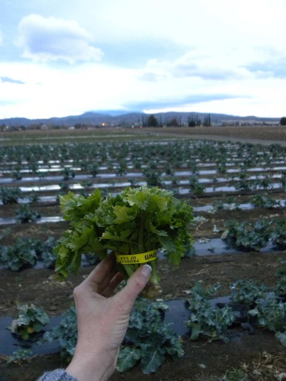 Celery Leaves Sage Mountain Farm